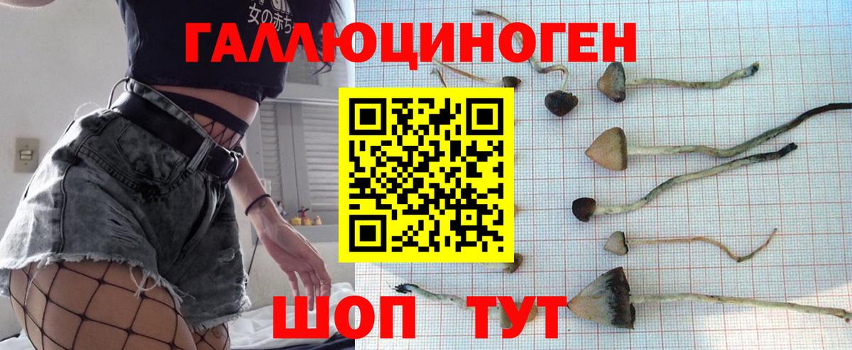 Галлюциногенные грибы Psilocybe Элиста